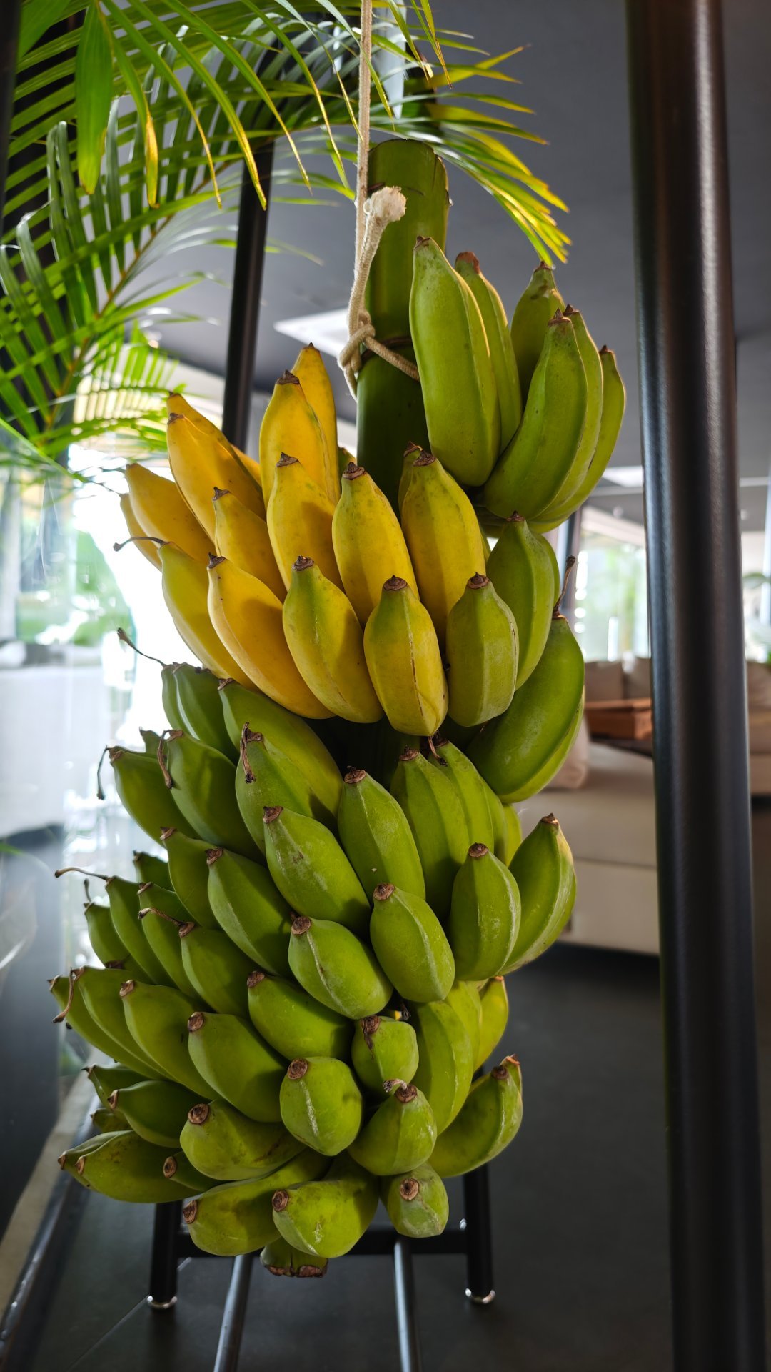 这串芭蕉，昨天晚上还是全绿的呢，挂一晚上，黄了四分之一。说明人再焦虑也没用，事情