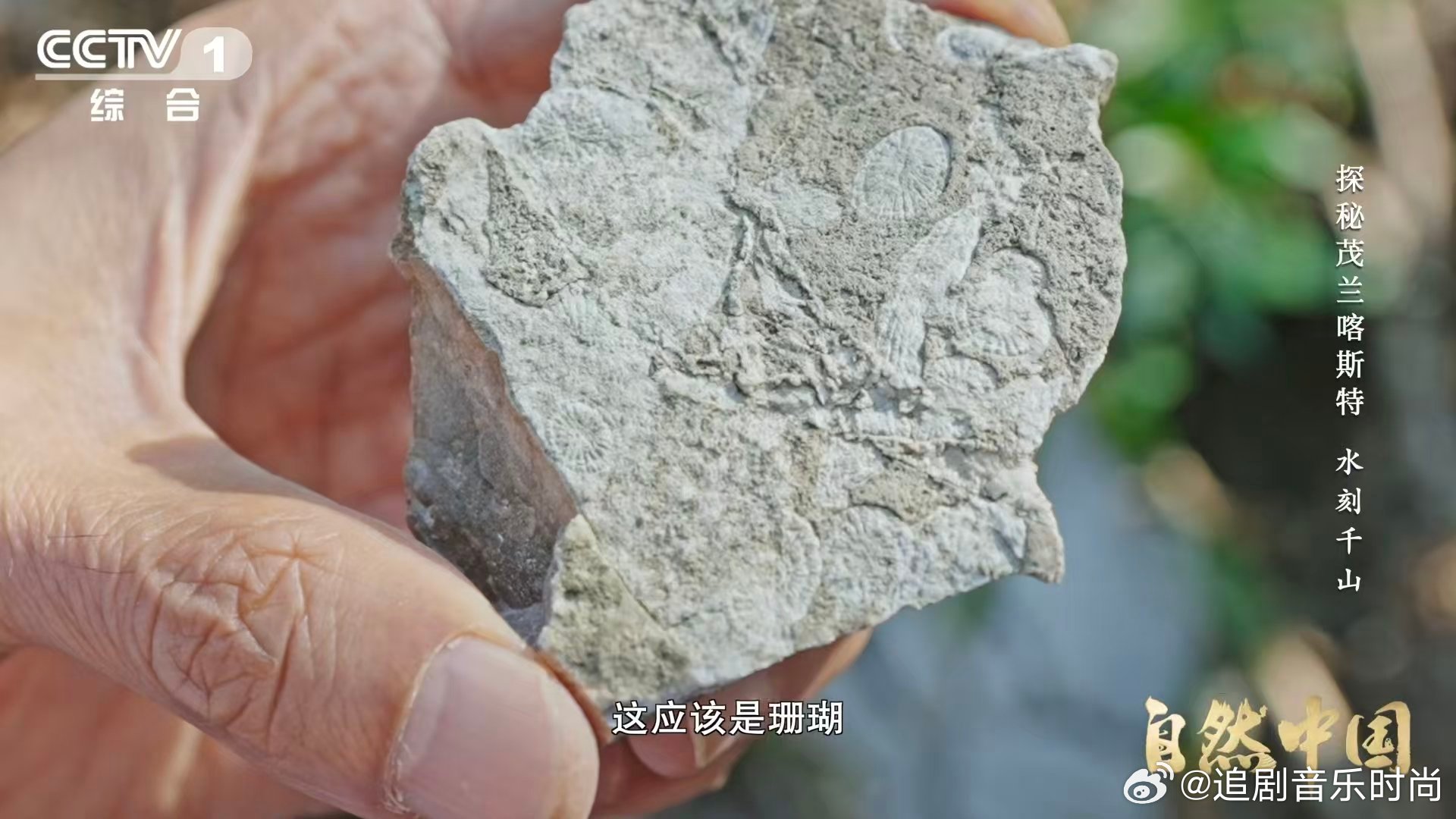 原来贵州曾是大海贵州山顶发现亿万年前珊瑚化石谁曾想，脚下的群山曾是珊瑚的家园。茂