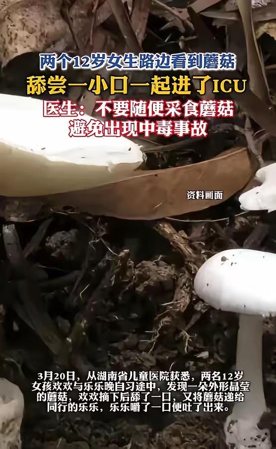 “悲剧还是发生了！”近日，湖南，两名女孩因好奇，舔尝了下学校里色彩艳丽的蘑菇，结