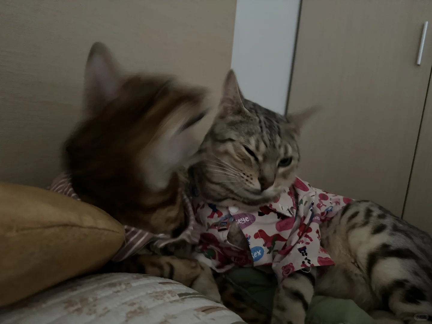 live版翻脸
