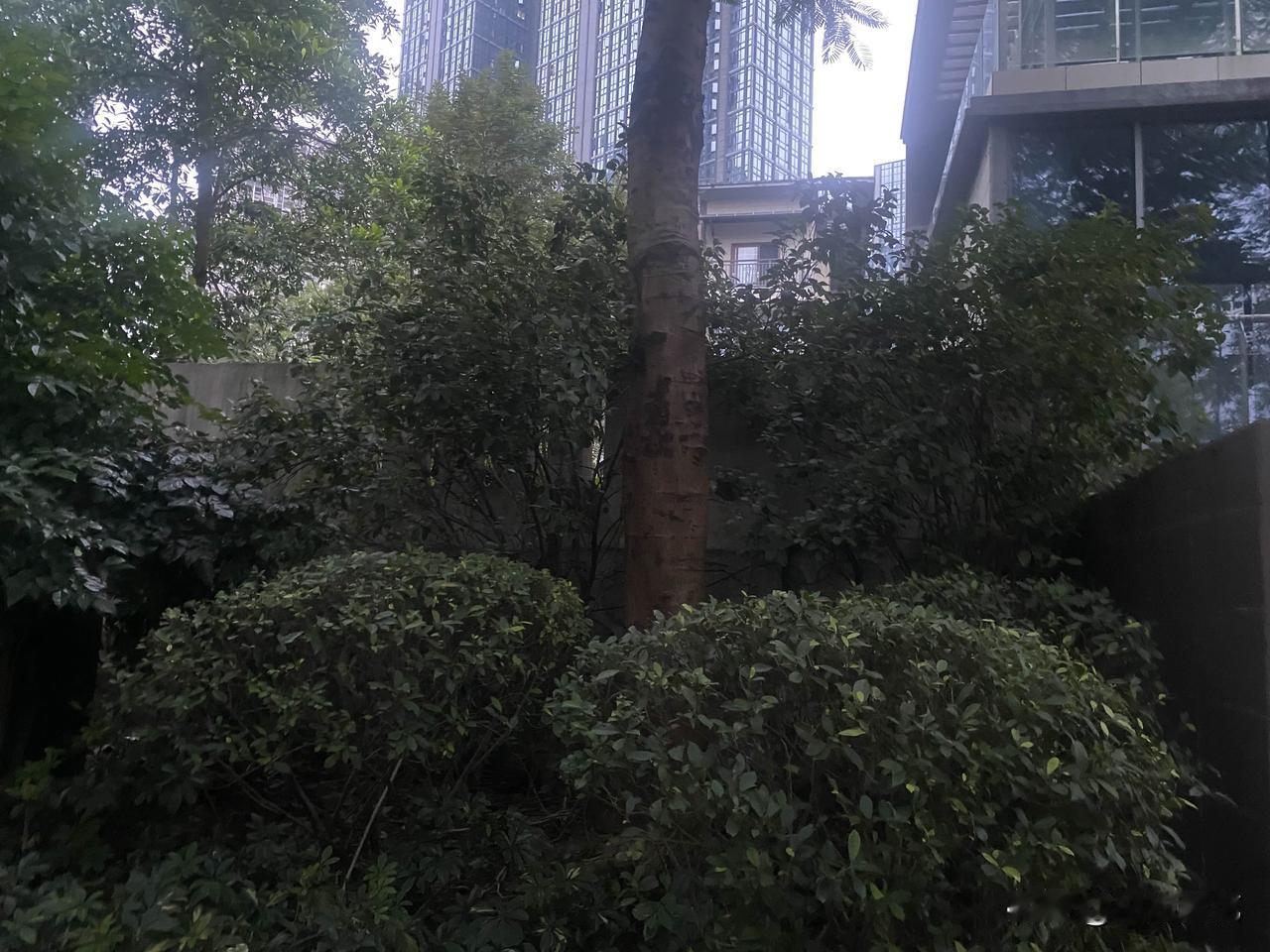 跑步于小区，
放眼望去，满是岁月静好的景色！
突然，一阵微风袭来，
桂花的香味顿