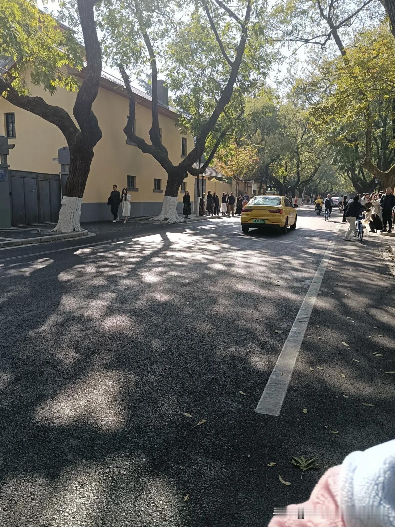 颐和路网红树