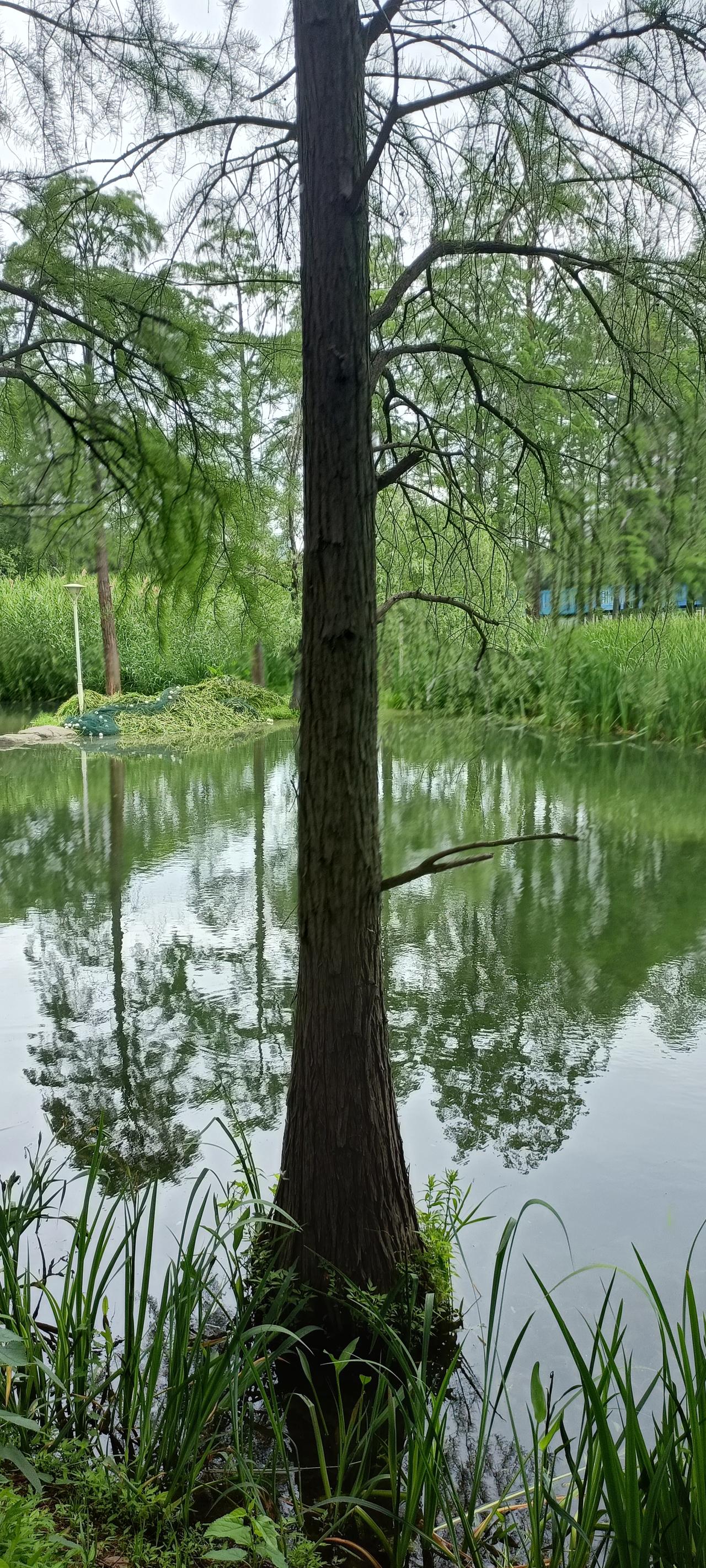 静谧湖畔，绿意盎然，树影婆娑，自然之美。
上联：树影婆娑水边立，
下联：青风徐来