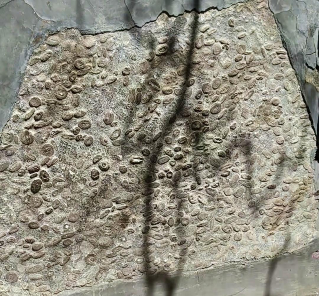 以上的免票。图一是在里面看见一块“10 万年以前的瓜籽化石”，分享给大家！