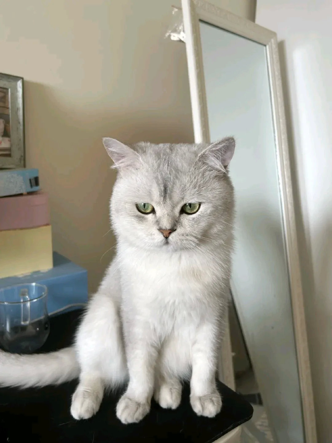 不就是摸一下嘛，就生胖气，不至于吧，好吃的都给你了，真是记仇的小祖宗啊！