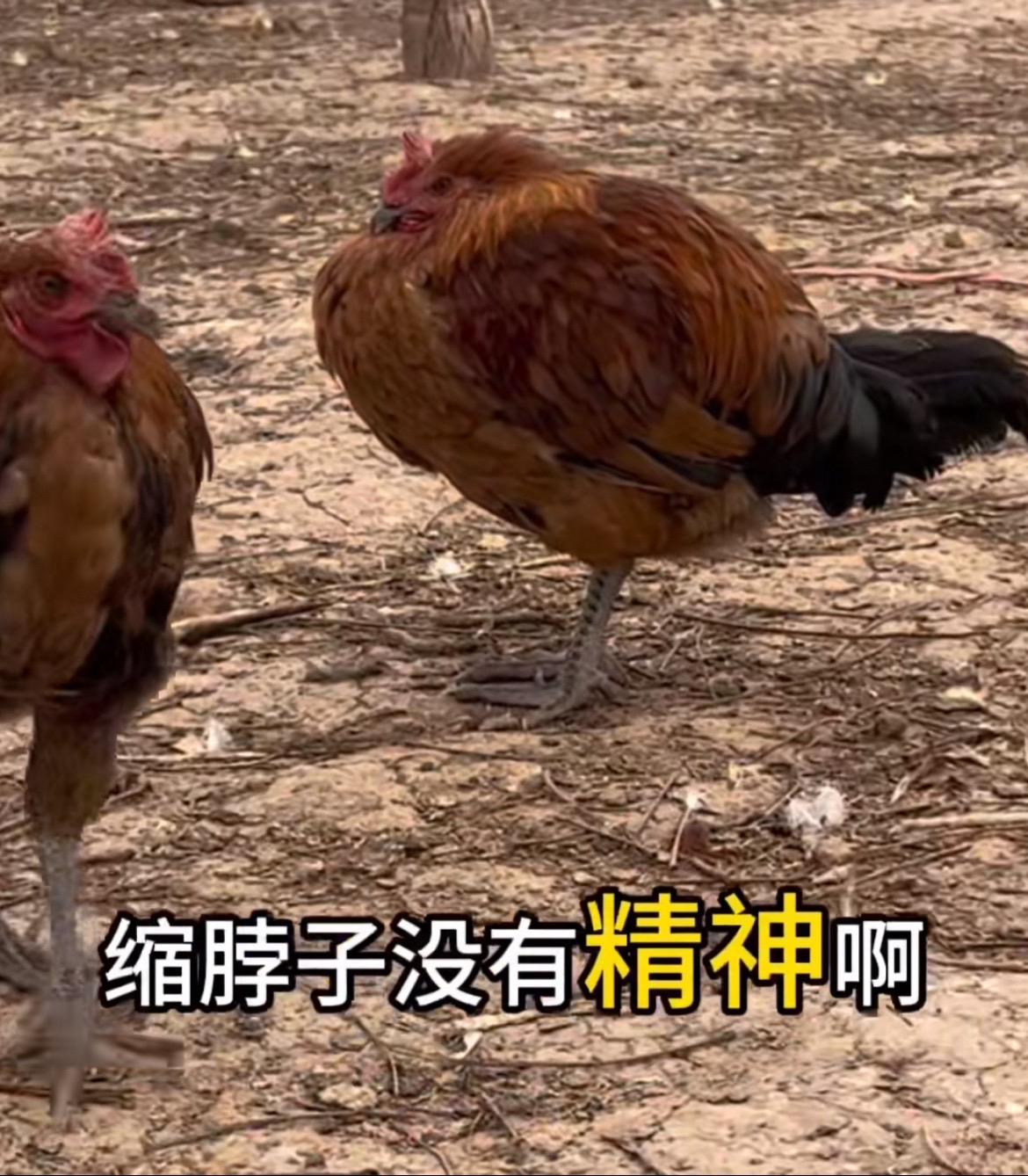 科学养鸡 鸡鸭鹅养殖 三农流量扶持计划 家禽养殖 生态散养鸡