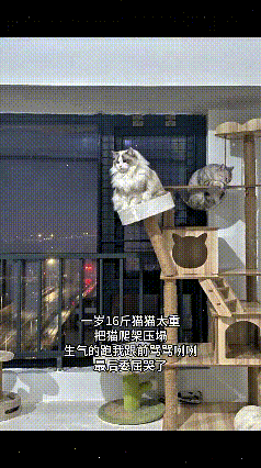 哈哈真给我笑到了！一岁就16斤的布偶，妥妥一只“长毛小猪”🐱
 
本来美滋滋蹲