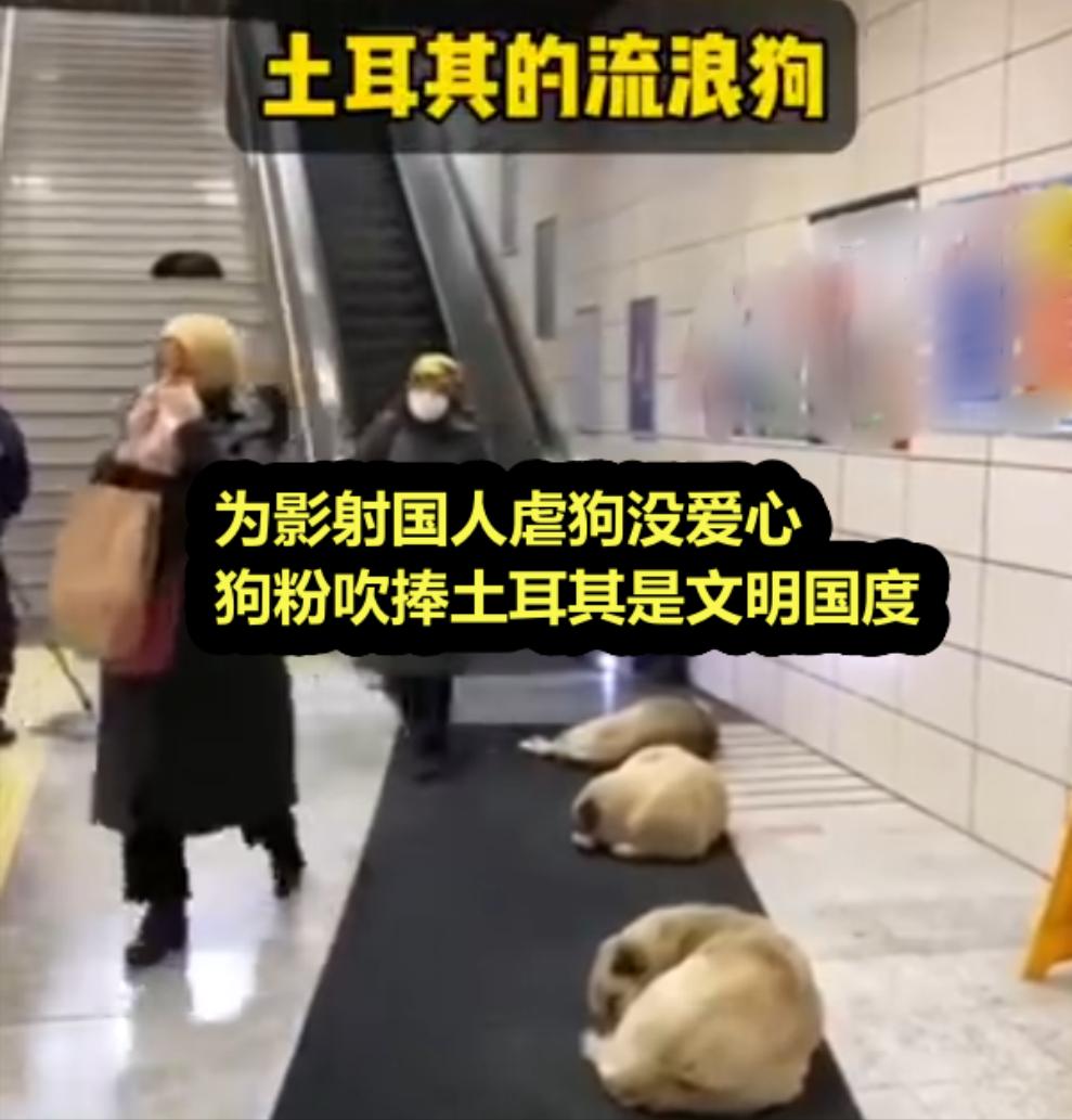 抨击国人不爱流浪狗 狗粉竟把土耳其捧成最文明国度：好想嫁过去
一段介绍土耳其满街