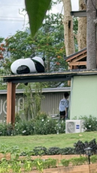 角落发现萌物，屋顶还有熊猫🐼王俊凯 中餐厅10