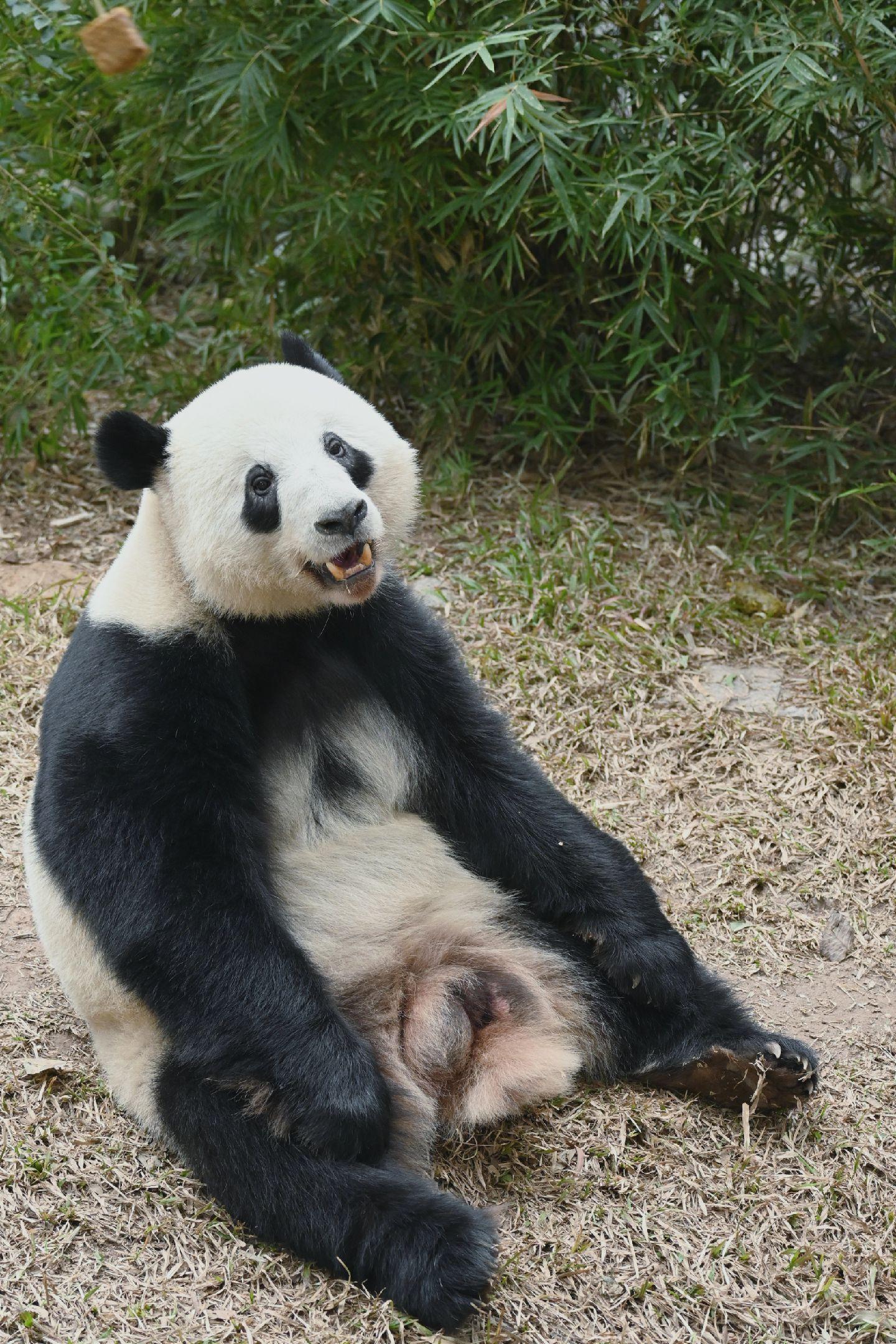 乖，过几天黑妈就来黑你们。