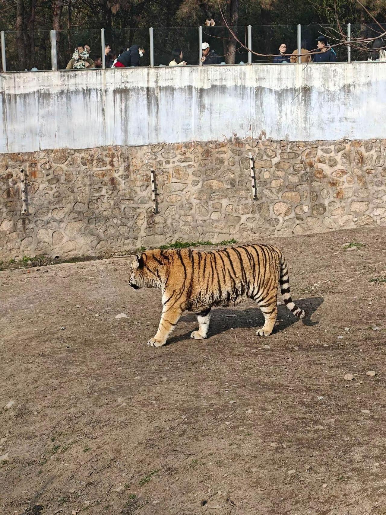 西安秦岭野生动物园~虎哥威武 西安秦岭野生动物园~虎哥威武西安秦岭野生动物园西安