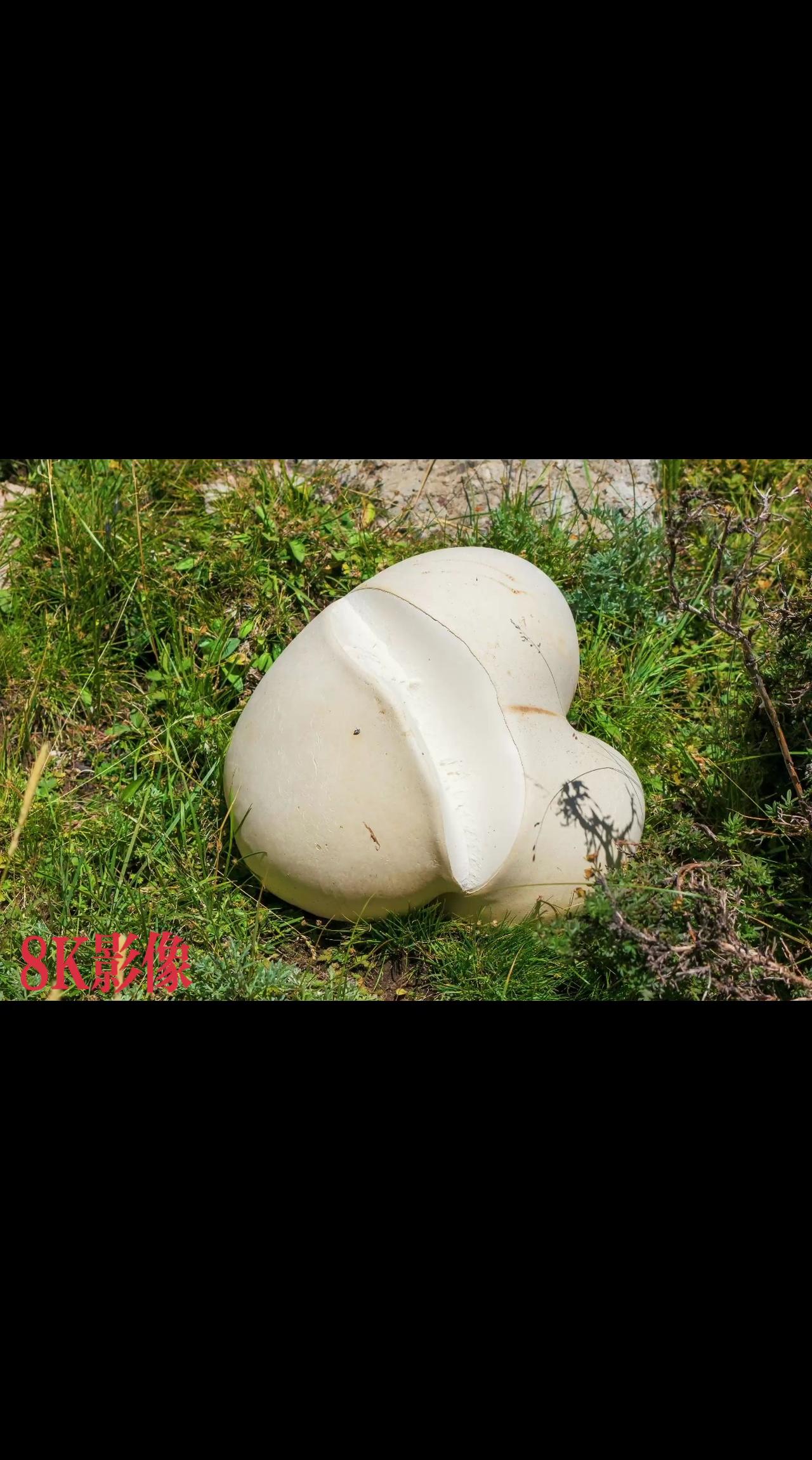 这不是小蘑菇，而是祁连山里硕大的菌菇……
大山里的原生态 祁连山国家公园青海片区