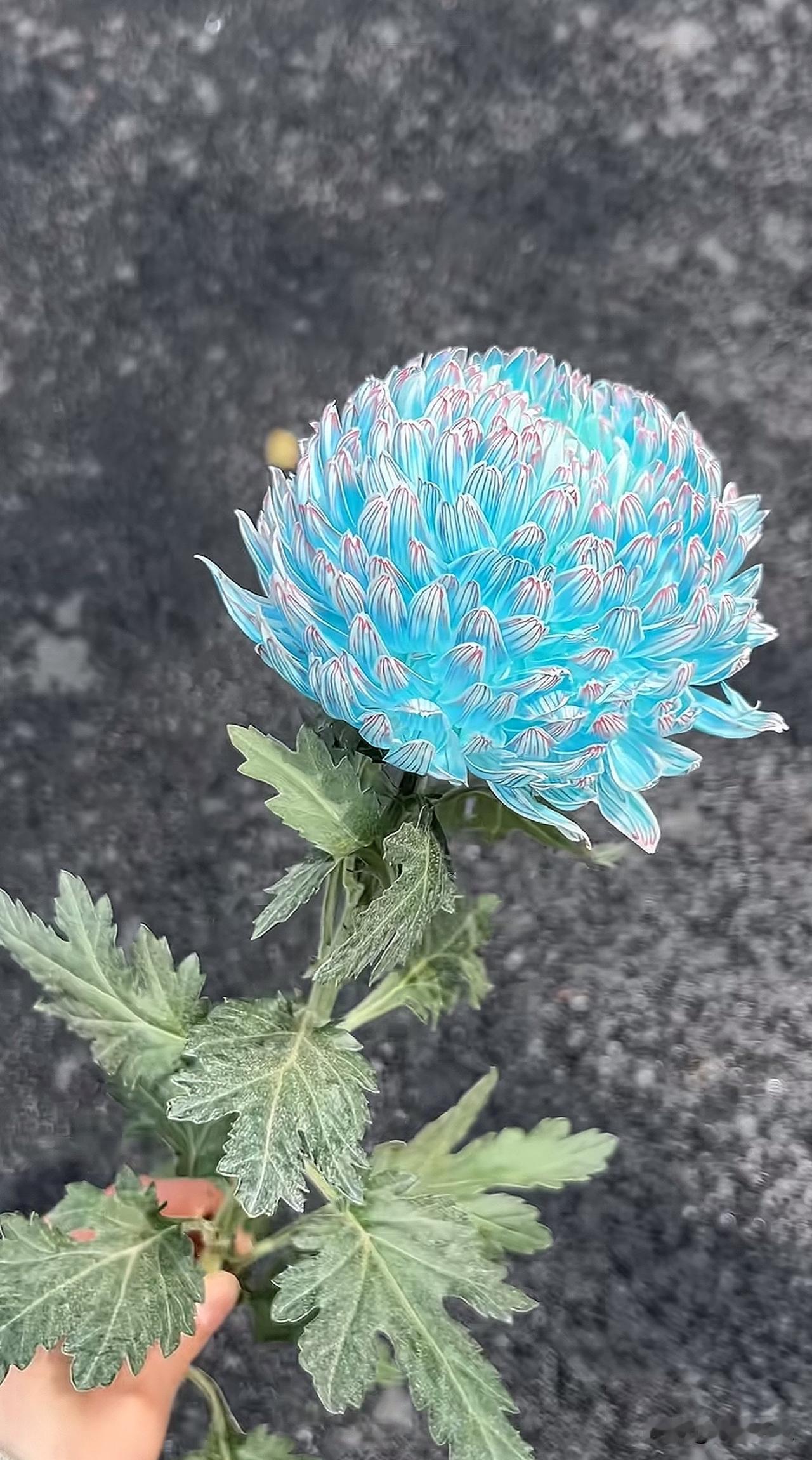 牡丹菊 青花瓷
花