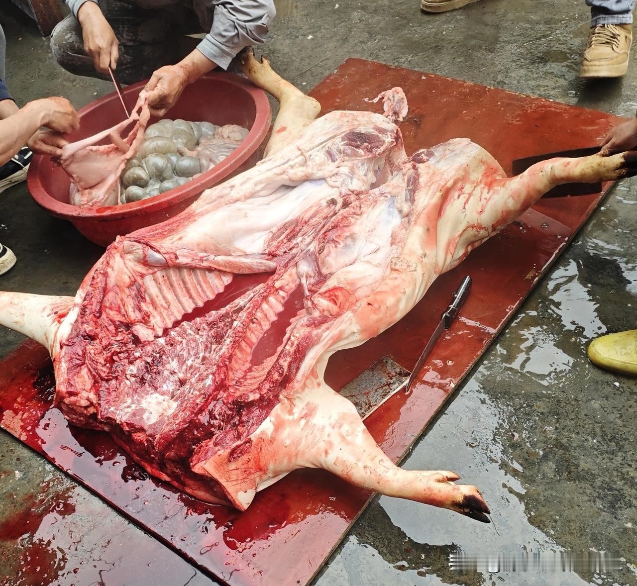 一到年底，
最盼的就是杀猪过年，那才叫真有年味。
杀了猪，意味着一年忙到头，能好