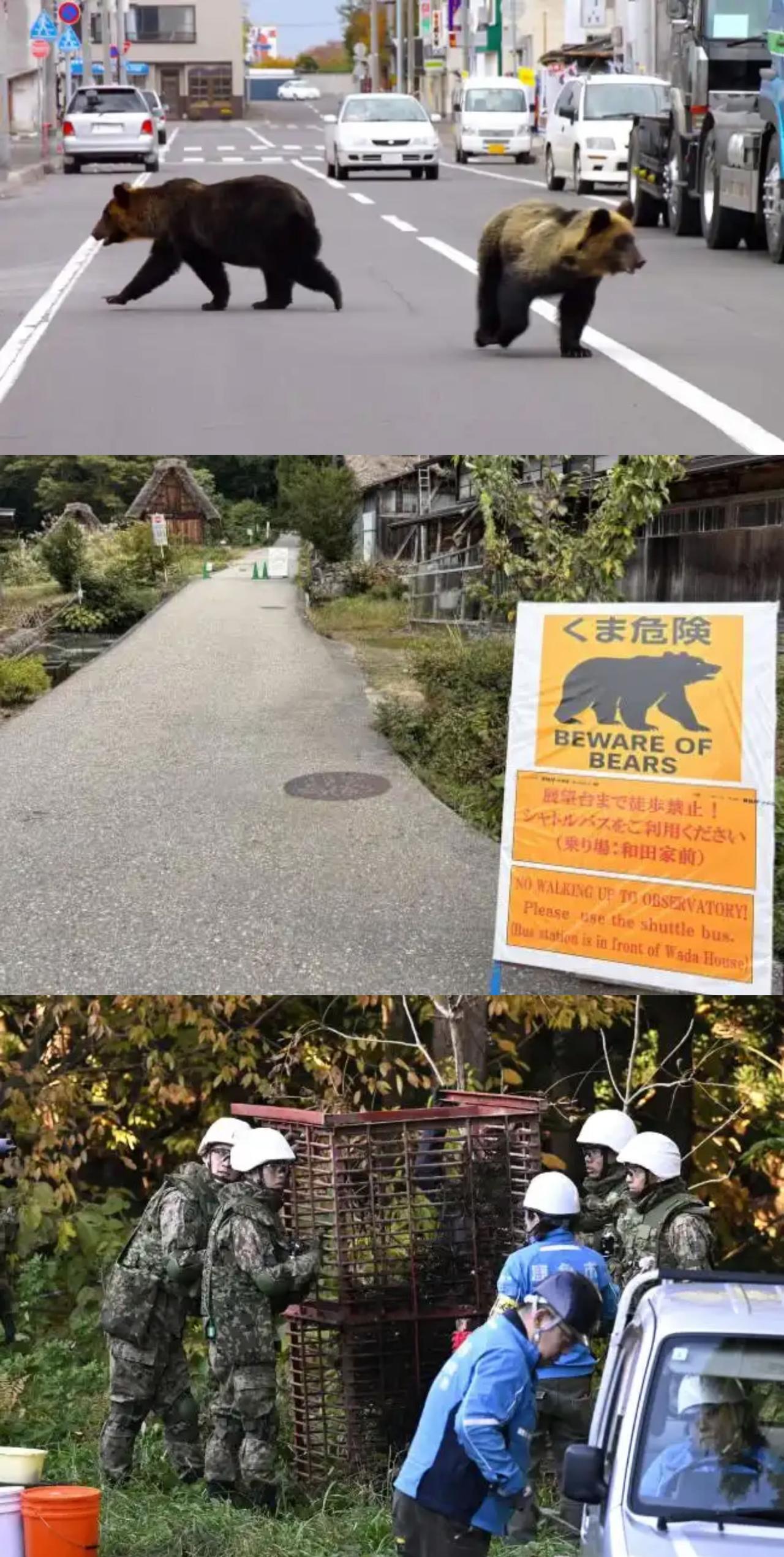 日本10月熊袭击事件创新高 七成袭击发生在市区

日本当局发布的数据显示，10月