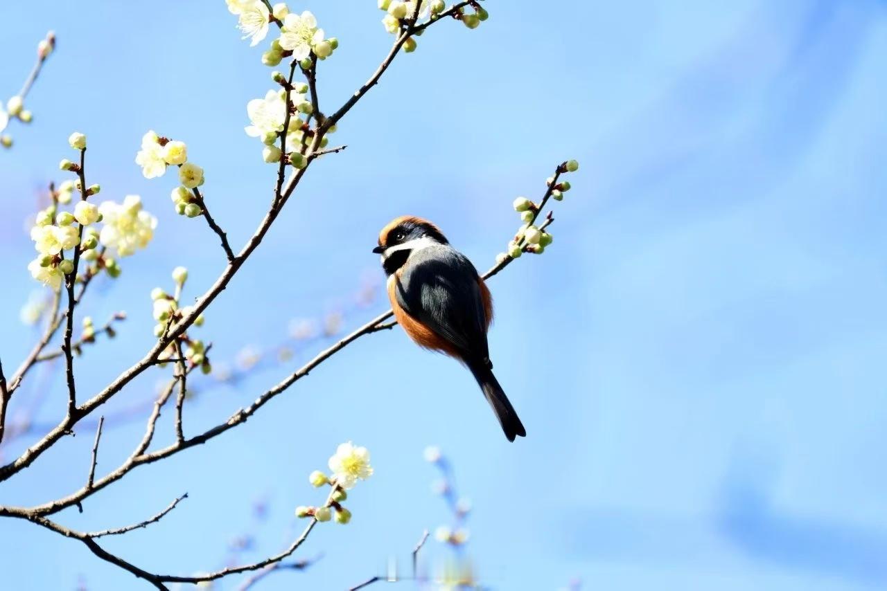 风暖鸟声碎，日高花影重。 