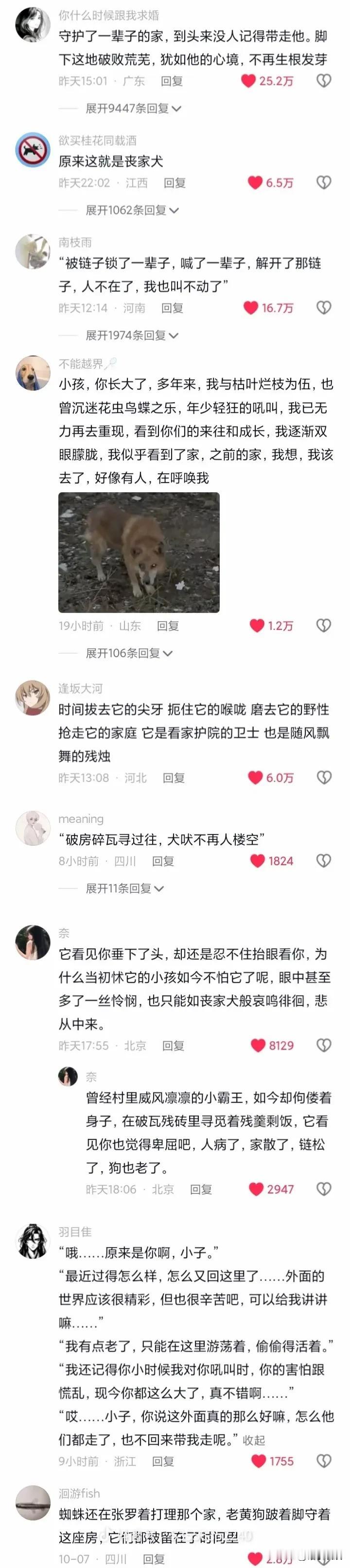 第一次如此有力地感受到，文字的力量！

丧家犬原来是这个样子！

守护了一辈子的