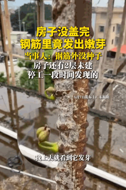 铁树开花，家必发！据媒体5月7日报道，广东揭阳爆出一件颠覆认知、全网热议的稀奇怪