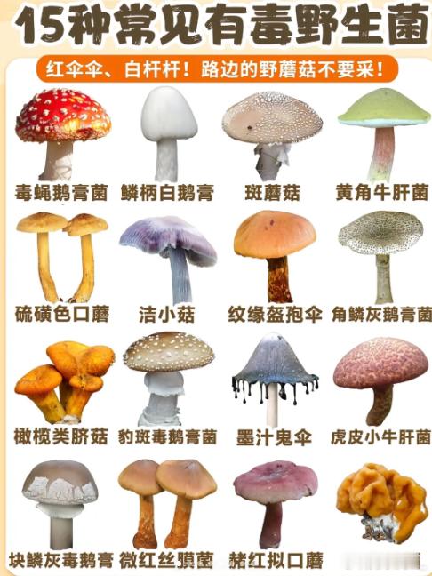云南第一波吃菌子的已经进医院了 红伞伞，白杆杆，吃了就要躺板板[允悲]不过我认识