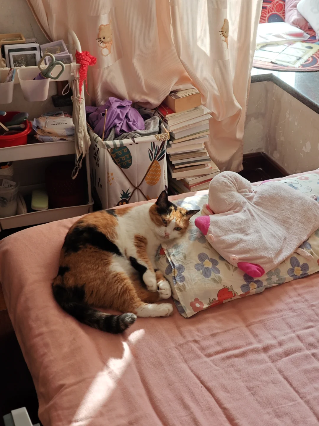 我可以不接猫粮猫砂猫窝的广