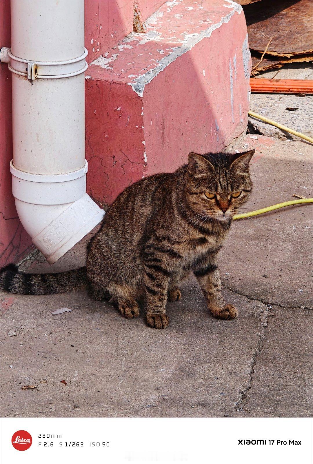 猫猫好。 ​​​