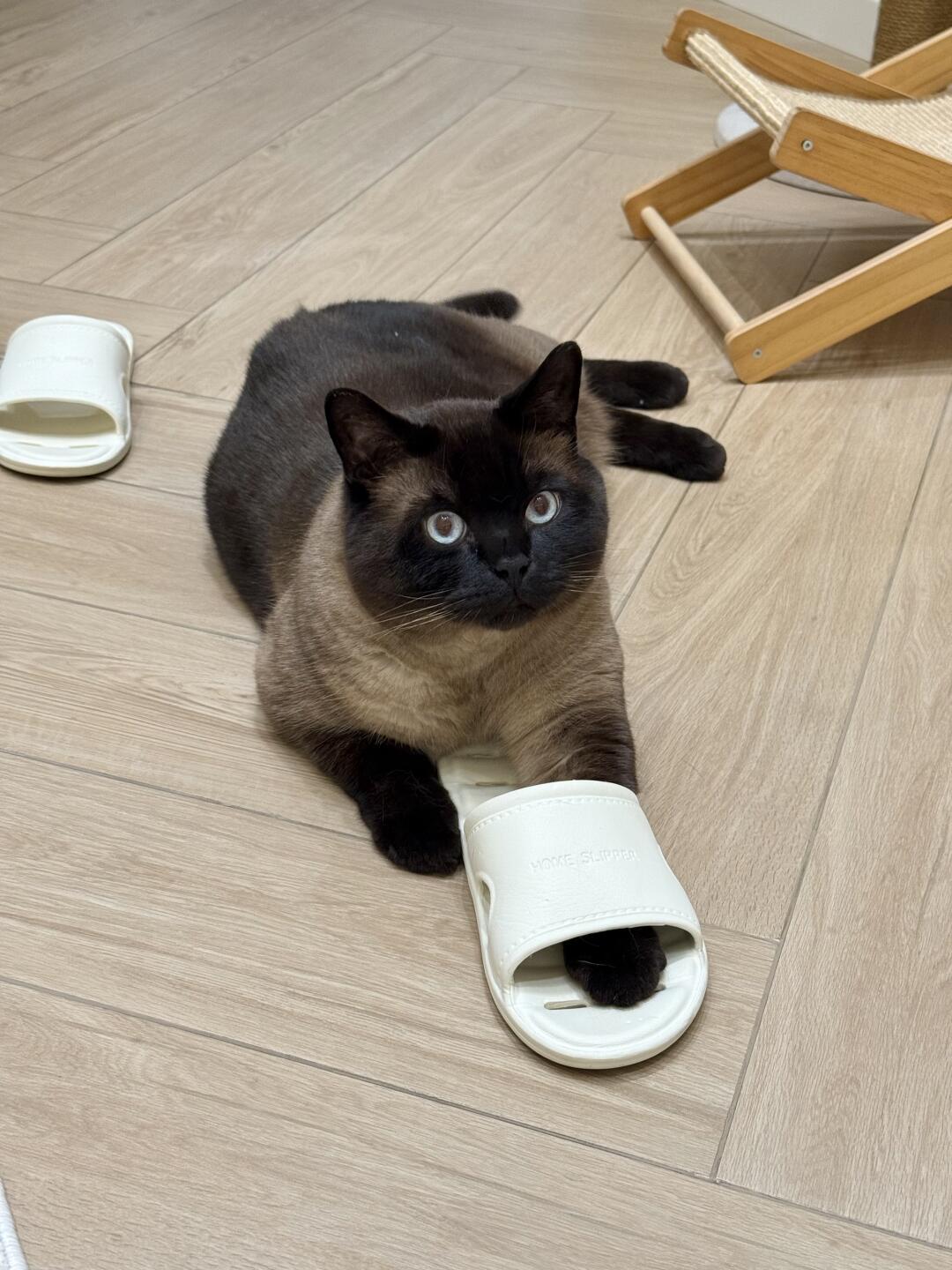 猫正好，鞋买大了🥲