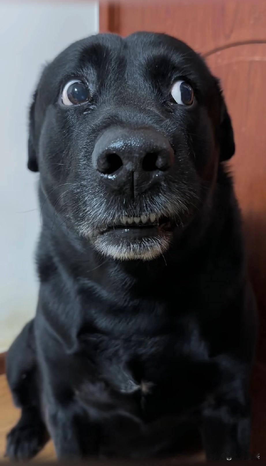 这只毛孩子火了，是被主人的声音给带火的，主人以独特的声音，对着这狗讲了一段话，狗