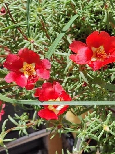 哈哈自从搬了新家后，
最满意的是了有个大平台。

虽然说平台有点晒，
但是我种的