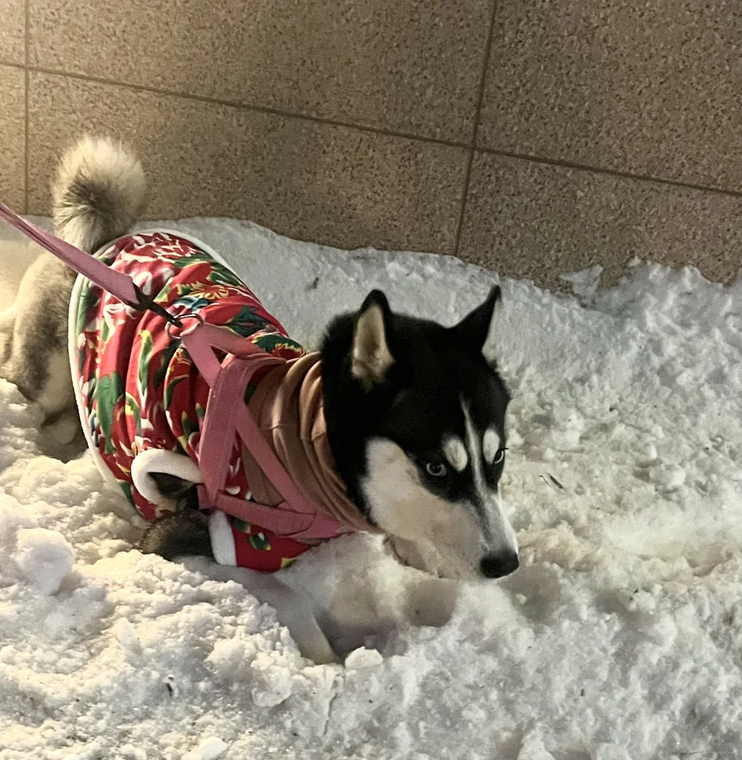 东北狗出门啦