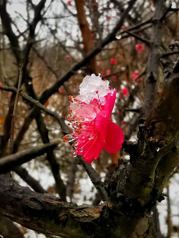 下联：簇簇绿竹傲寒霜，诚邀上联朵朵红梅挺霜雪