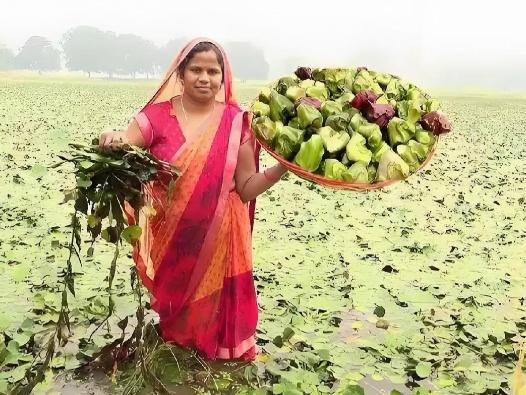 搬起石头砸自己脚！2008年，几名印度商人偷偷将一把中国菱角种子带回国试种，原本