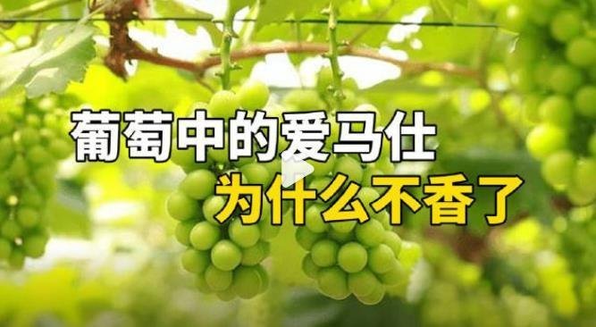 #阳光玫瑰为什么失宠了#一个特别好的葡萄品种，火爆几年时间就玩坏了，这实在是可惜