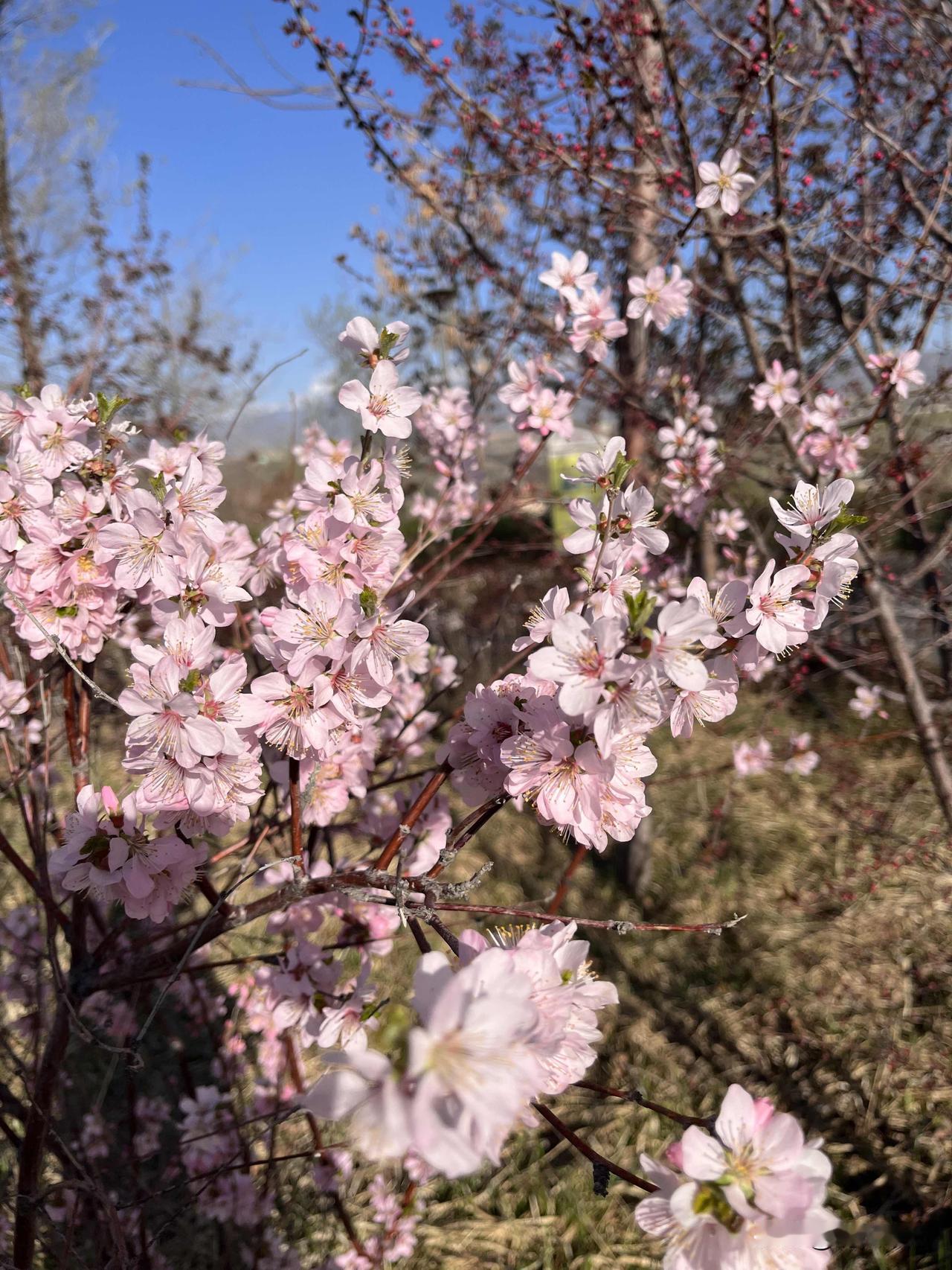 远山叠峰
小溪清流
叶茂花繁
四野翠绿
春天是一幅风景画

暖风吹拂
缤纷花瓣