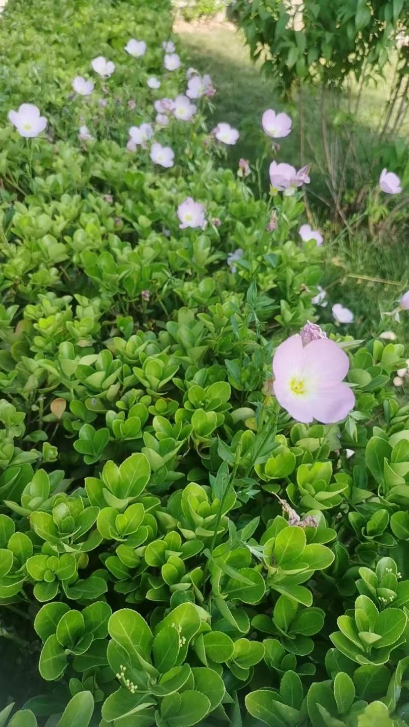 万紫千红总逊青，春痕浓处满园亭～寻美河南
