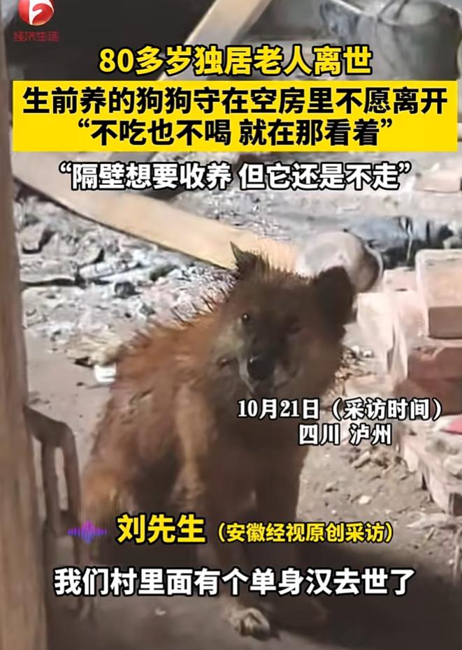 养狗的和不养狗的都哭了！

四川一位80多岁的独居老人去世，邻居打开老人的房门后