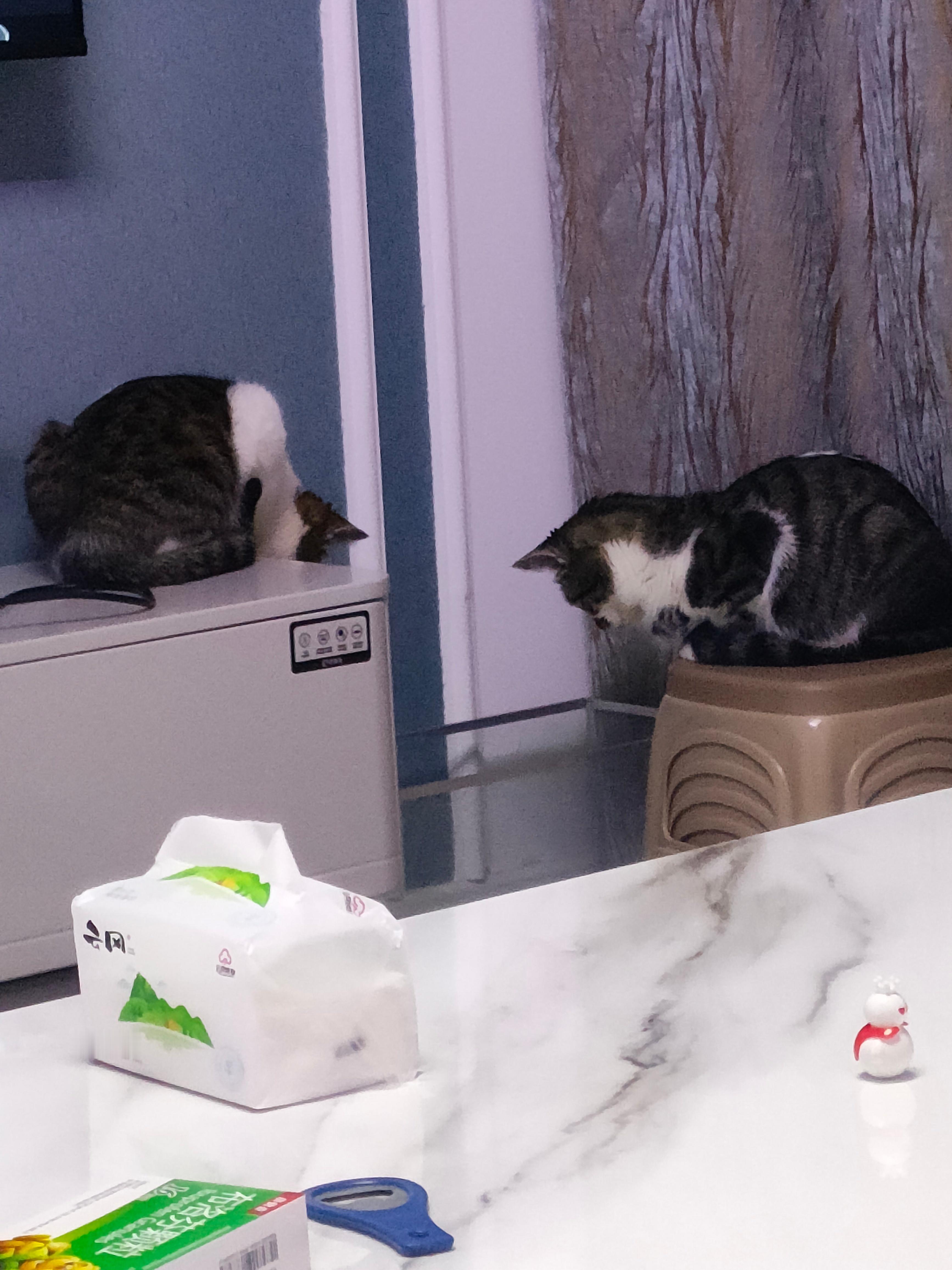 知道她俩在看啥不？我闺女养了一只小乌龟🐢这两天天去盯着！