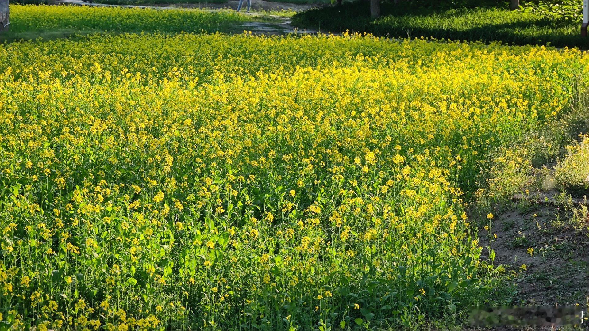 北京北坞公园、中坞公园油菜花开了  摄影​​​