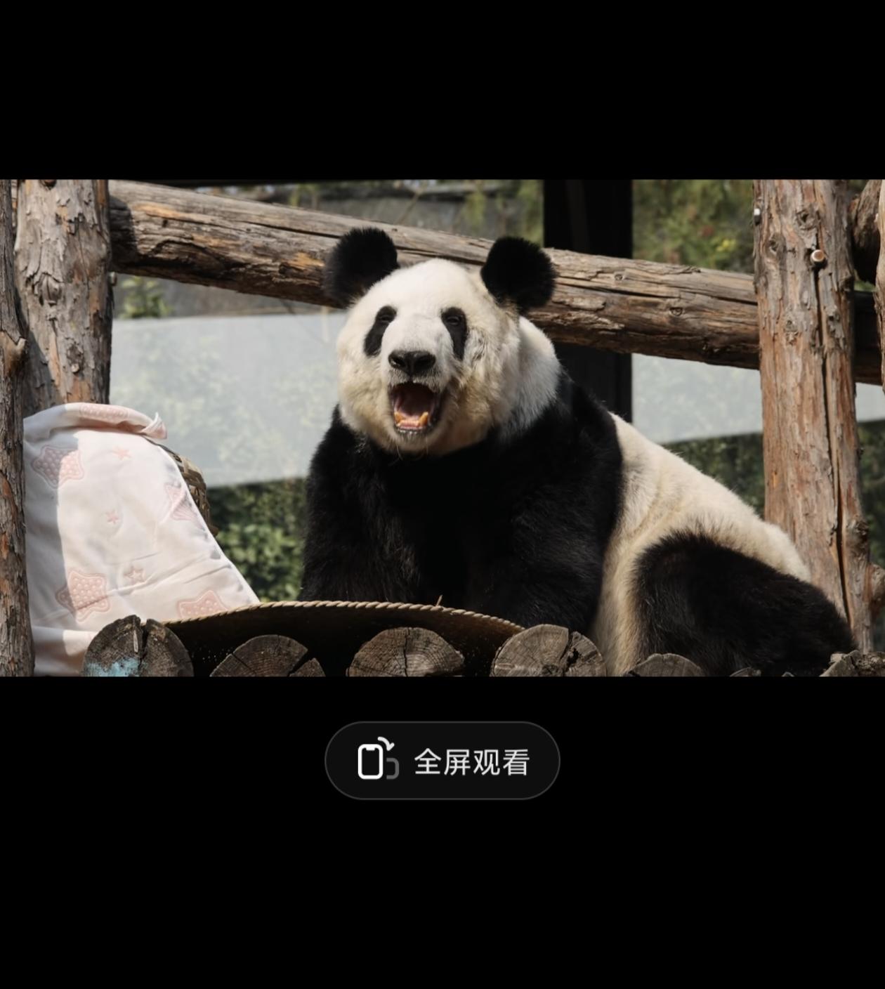 我是从关注丫丫才开始关注熊猫的，现在每周五也有了一个好习惯，就是等着北京动物园的