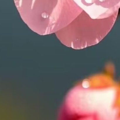 0000桃花的种植方法桃花适宜光照充足、排水良好的疏松沙壤土，忌低洼积水。春秋为