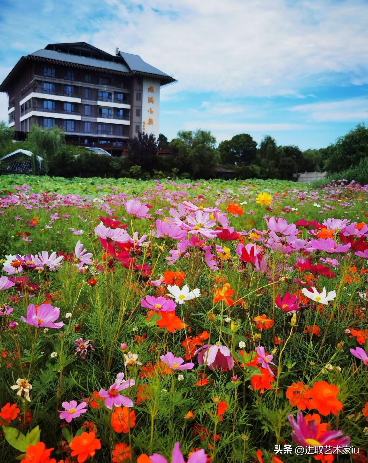 杭州萧山区湘湖国家旅游度假区，湖边花海目前正处于最佳观赏期‌，位置在‌杭州萧山区