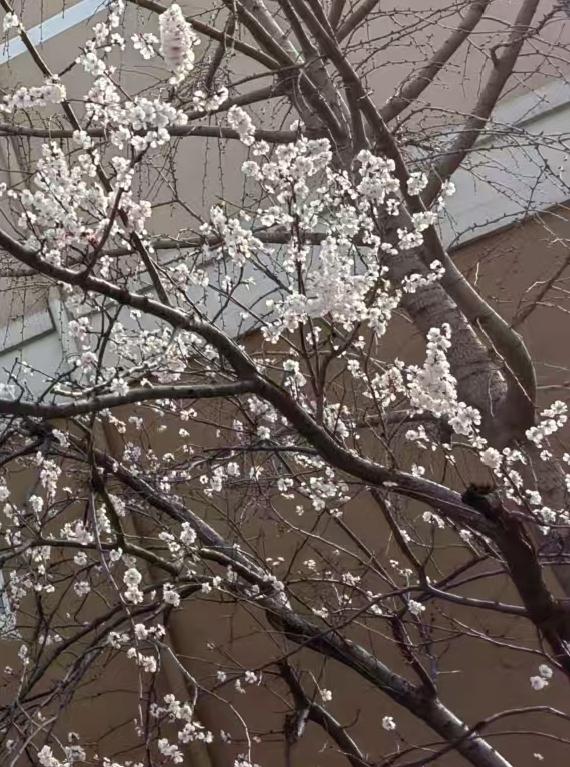 窗外的杏花开了，好不好看？