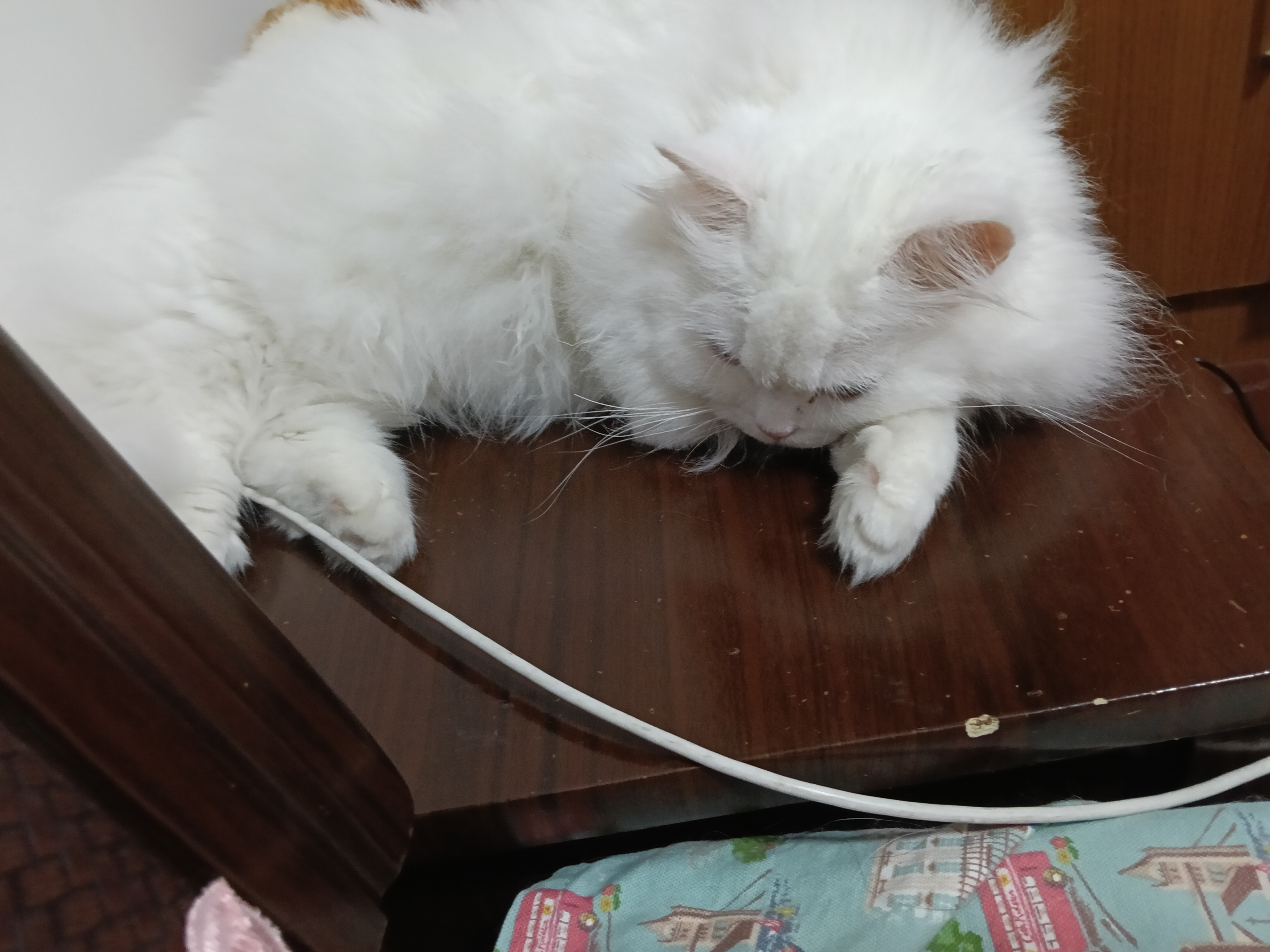 好想像小猫一样朴实无华的，急头白脸的，睡几觉就好了呀，不用担心铁粉，也不用担心阅