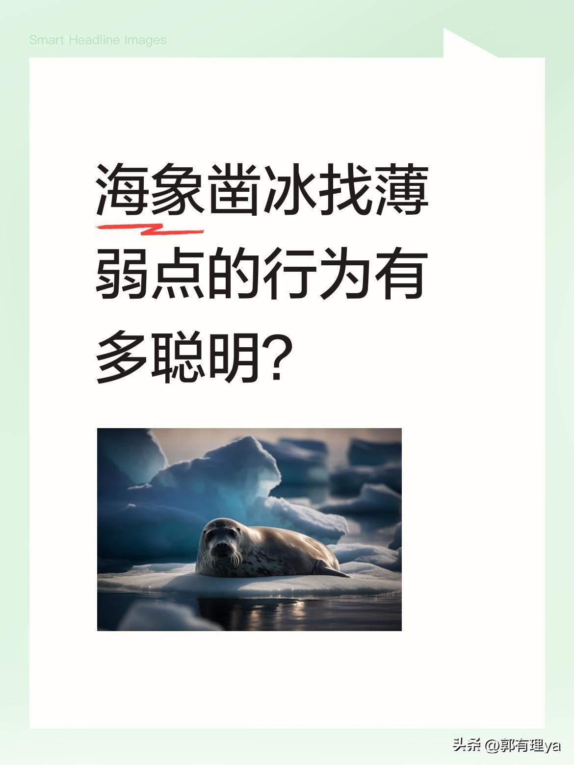 海象凿冰找薄弱点的行为有多聪明？
近日一段海象凿冰的视频引发热议。视频中，海象似