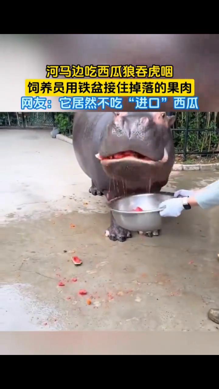 河马边吃西瓜狼吞虎咽，饲养员用铁盆接住掉落的果肉。网友：它居然不吃"进口"西瓜。