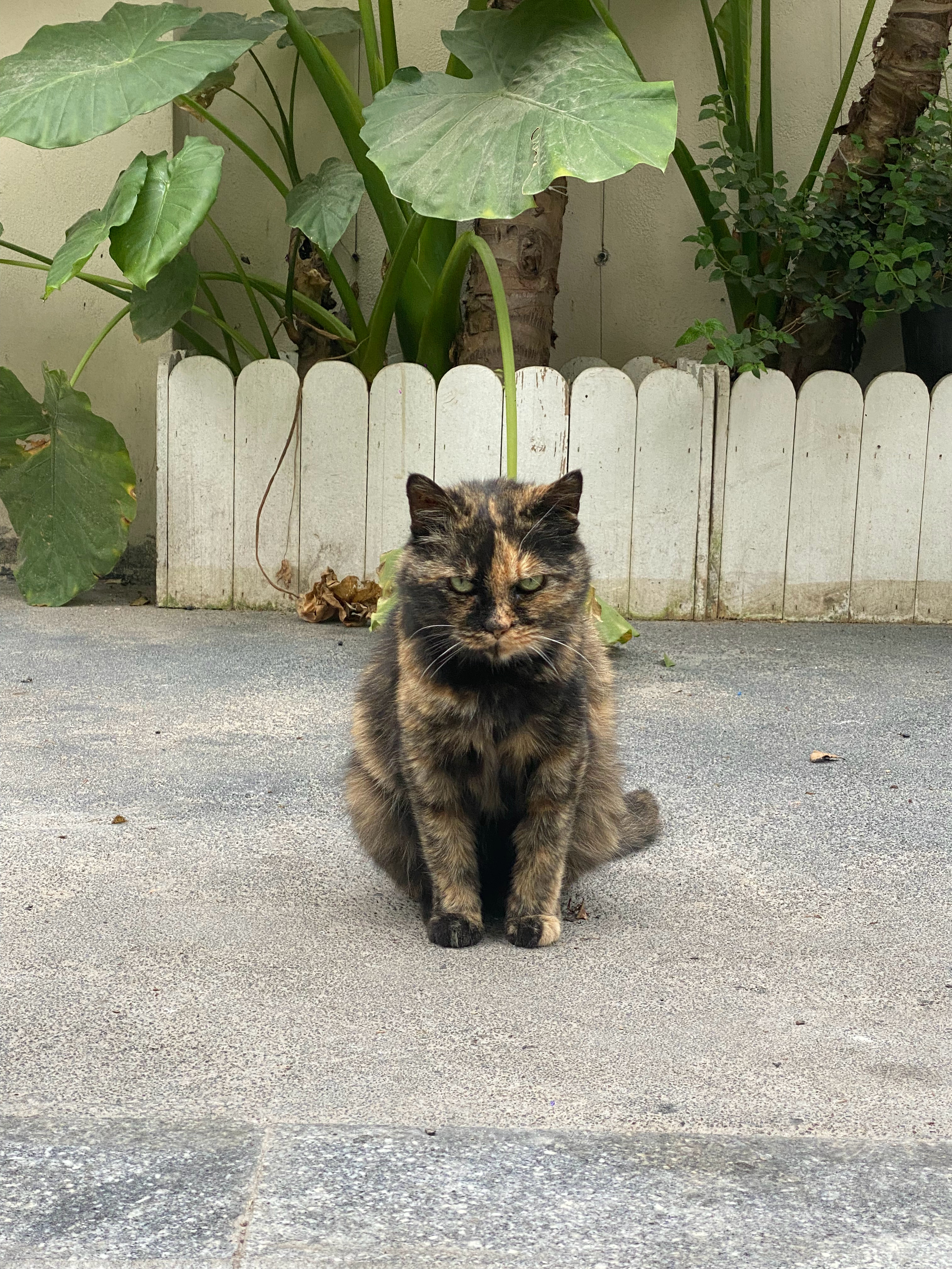 看似身上背了几条猫命的大哥  实际上只是遇到陌生人就会蹭蹭的小猫  嘿嘿  跟好