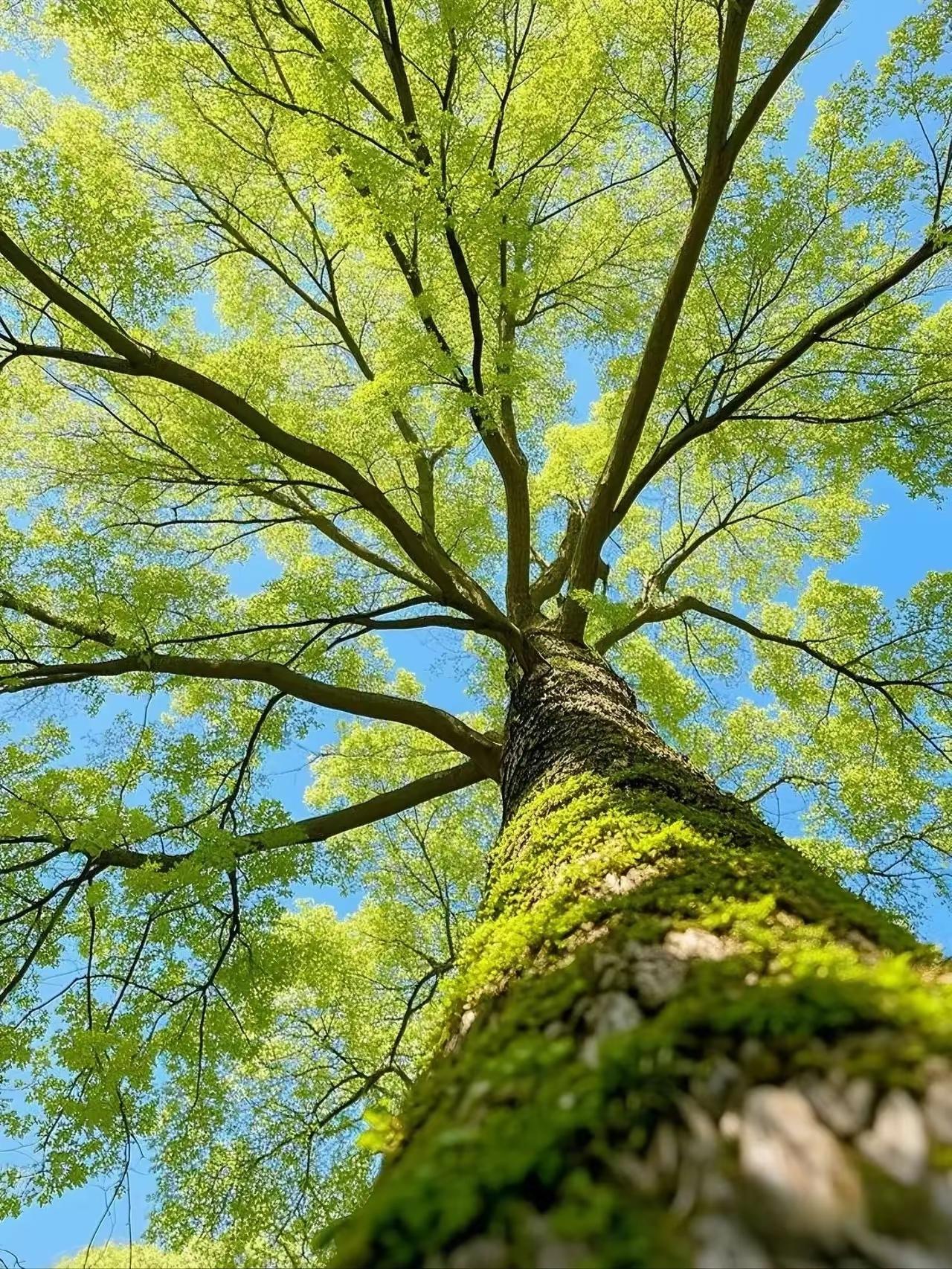 捣练子·春树晴光
虬干老，翠阴新，
高枝撑破碧天云。
满身苔色藏春意，
静沐晴光