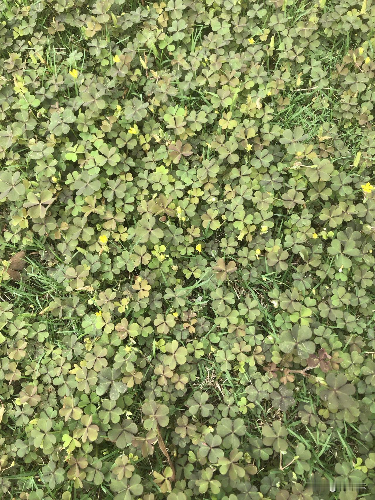 跑步的路边看到一片小黄花，以为是三叶草，一问豆包才知道是酢浆草！原来小时候嚼的酸