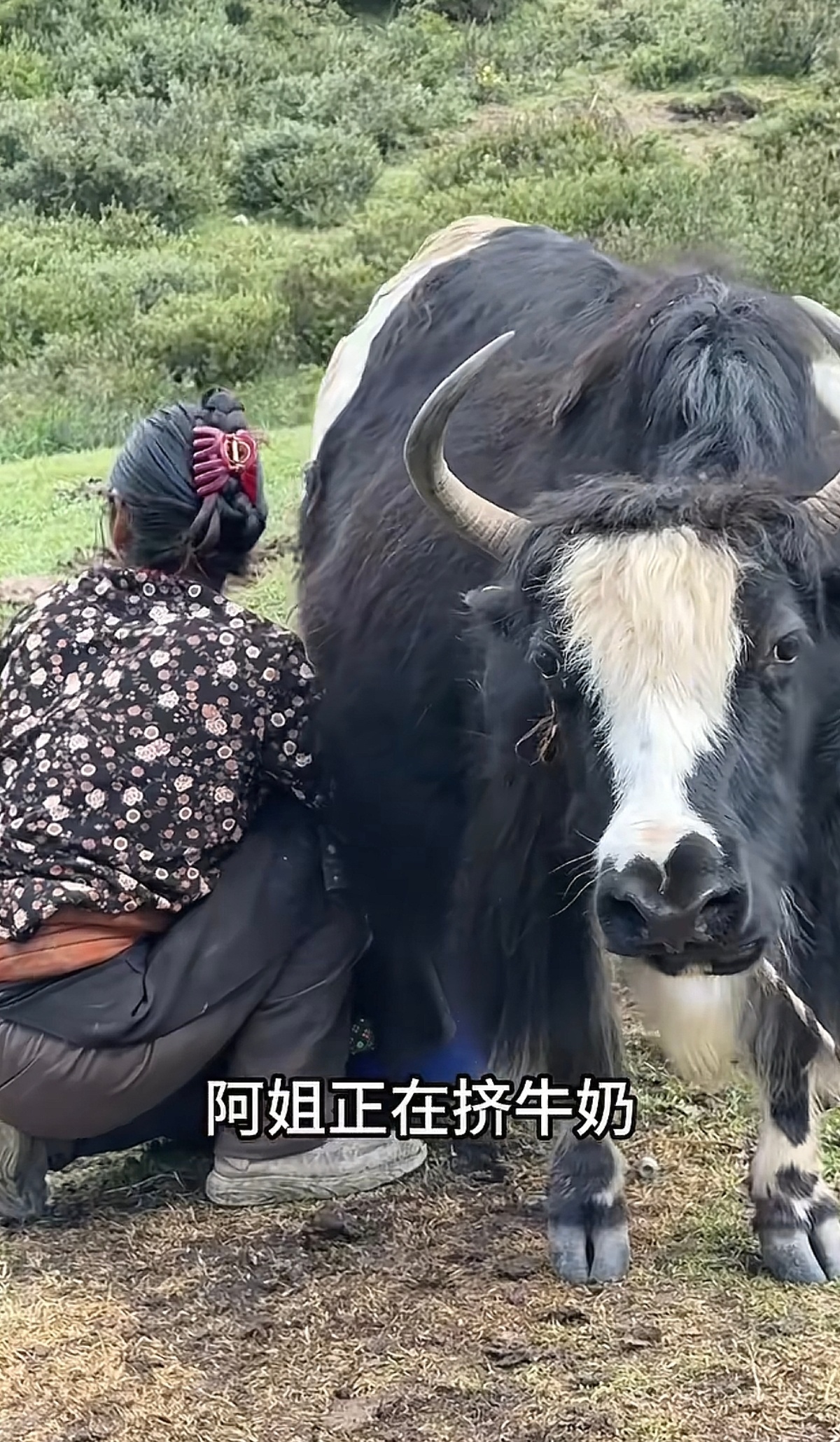 看到一个藏族博主，他姐姐才35岁，已经生了6个孩子，对了，姐姐有3个老公。我不理