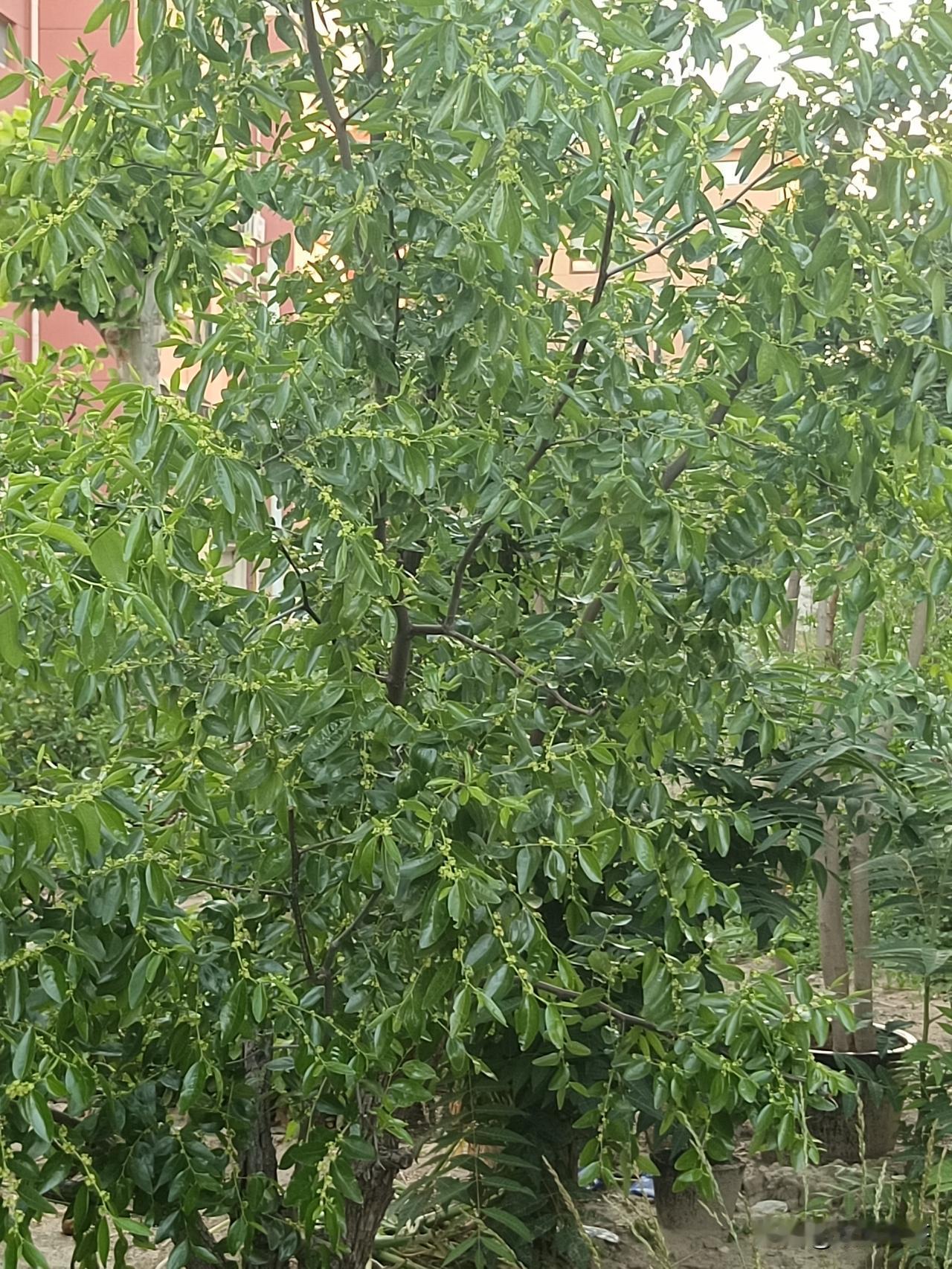 七言诗·故园情
土墙柴栅旧时家，
梨杏青蔬小脆瓜。
红瓦房檐榆影下，
恍然慈祖品