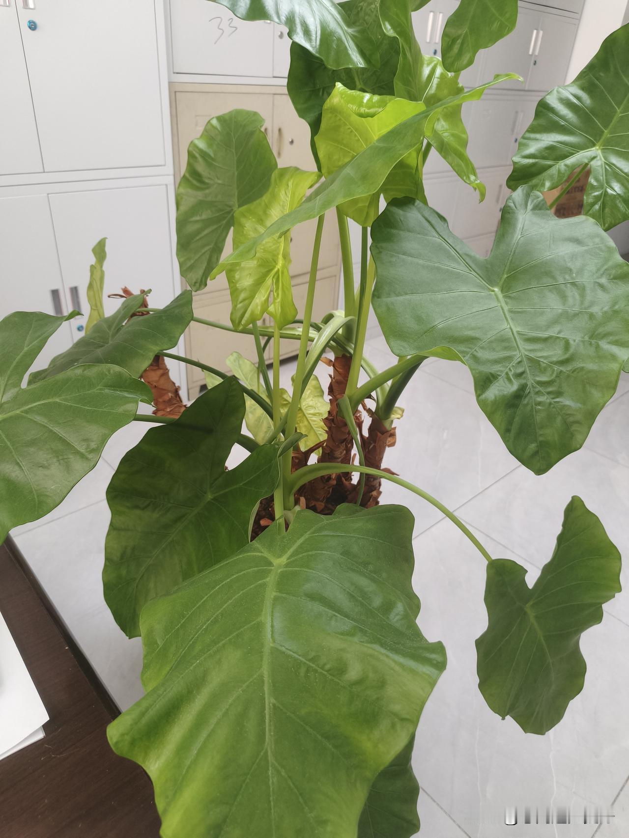 我的办公室来了它，我总觉得有点对不起它！

看着一把黄叶子🌱，不知道怎办好呢？